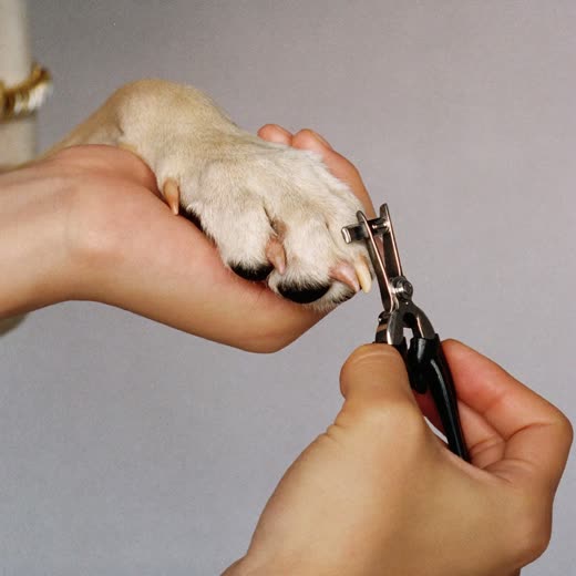 A dog's paw having its nails clipped